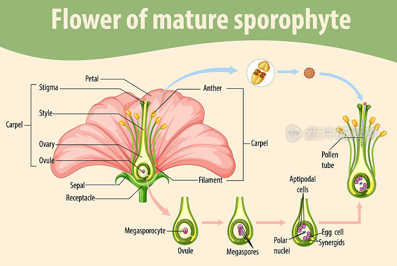 Diagram showing flower of mature sporophyte